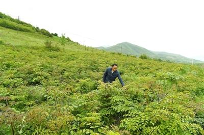 麻尼寺沟村委会迈向繁荣与和谐，最新发展规划揭秘