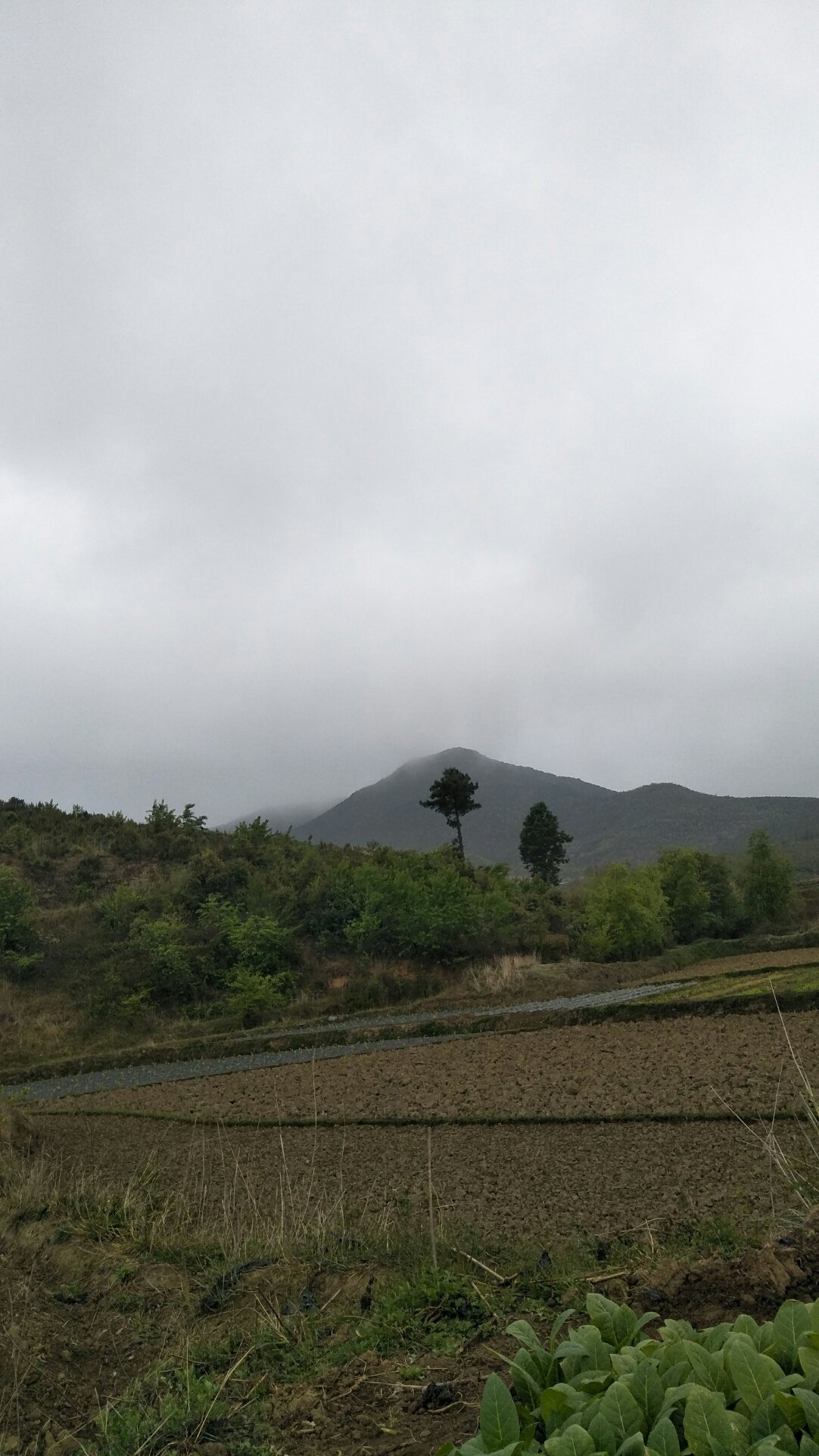 上马台镇最新天气预报通知